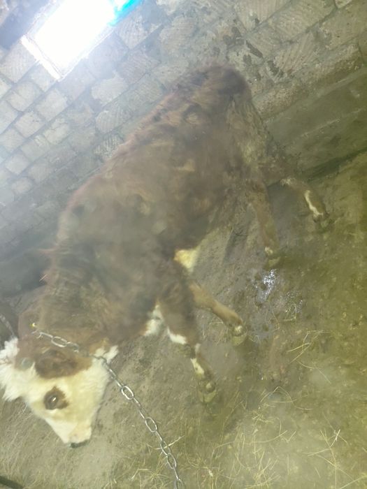 Ерке баспақта сатылады