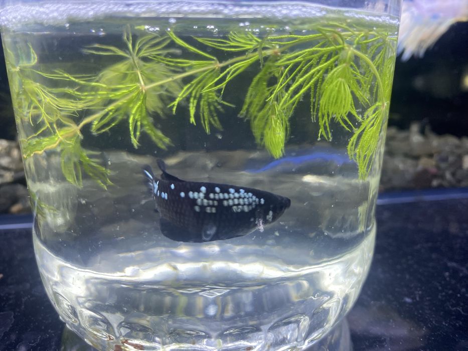 Аквариумные рыбки петушки