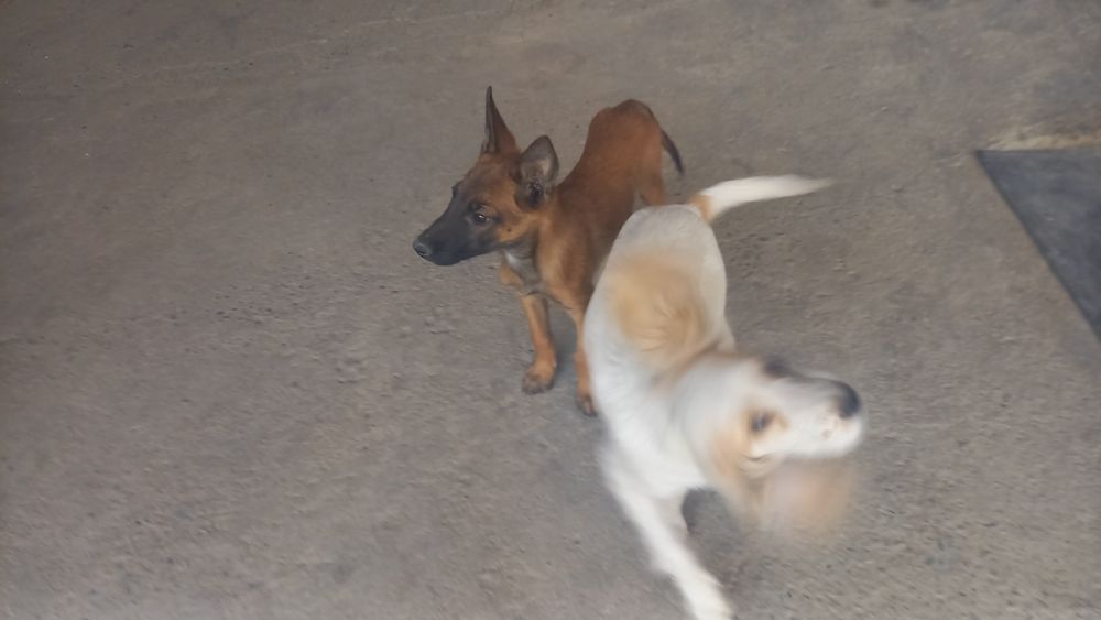 Бельгийский овчарка малиноа