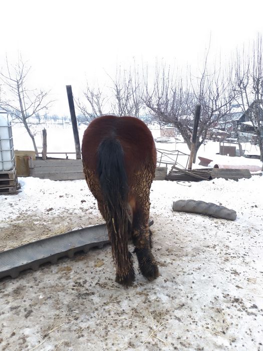 Vând mânz sau schimb cu capre