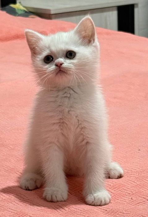 Scottish fold  shinshilla