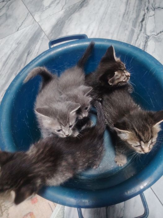 Отдам котят бесплатно