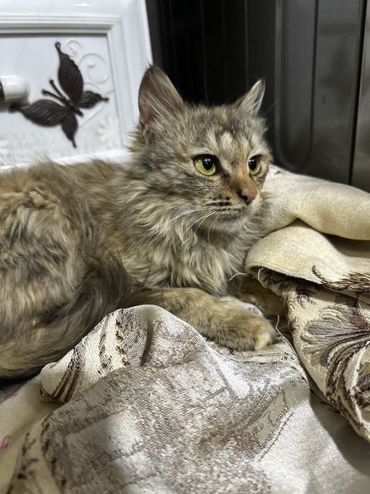 Котенок в хорошие руки