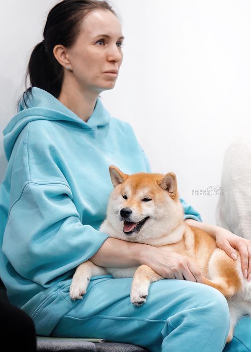 Продаются высоко породные щенки Сиба Ину.