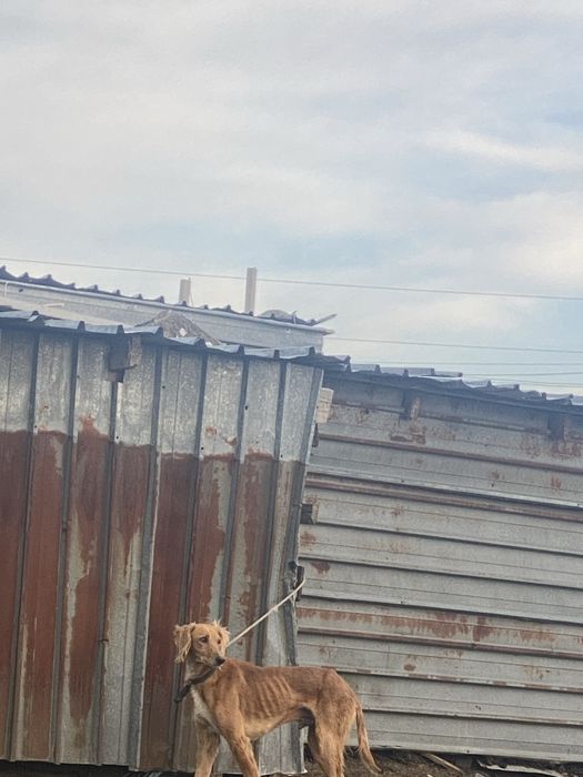 Құмай тазы Өскемен