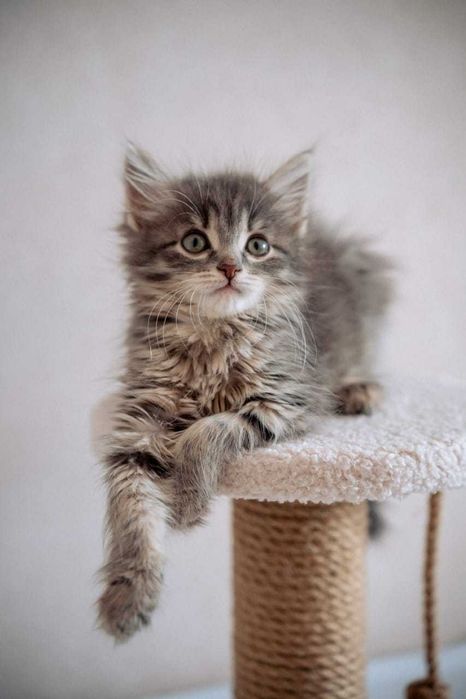 Котенок Шера ищет дом!