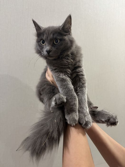 Котенок девочка, бесплатно