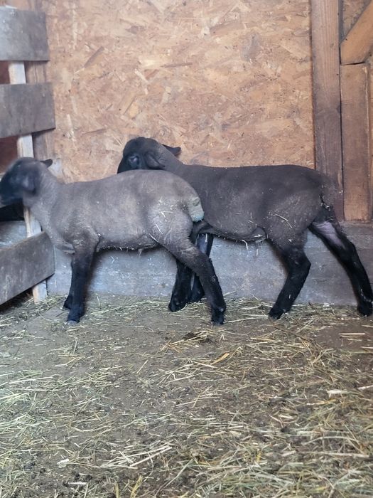 Vând 2 miei de 2 luni