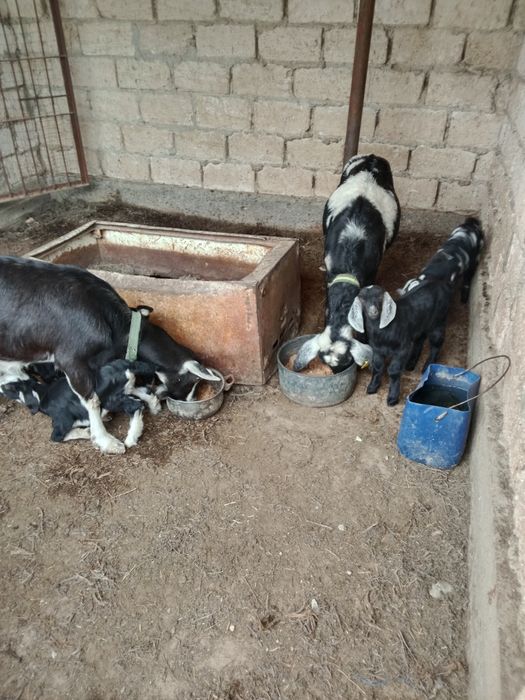 Асыл тұқымды Нуби сүтті ешкі сатылады