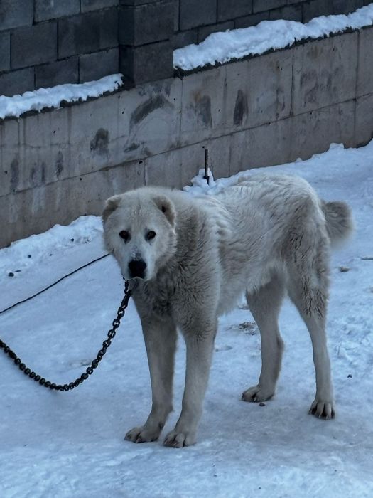 Алабай 1 год, обучена