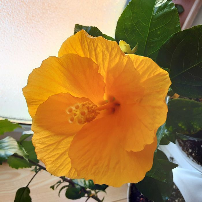 Гибискусы сортовые комнатные !