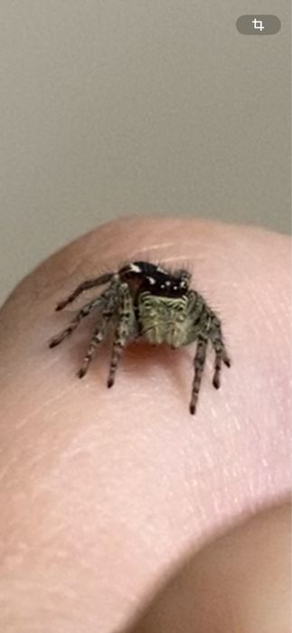 Паук скакун редкий вид Бразильский
