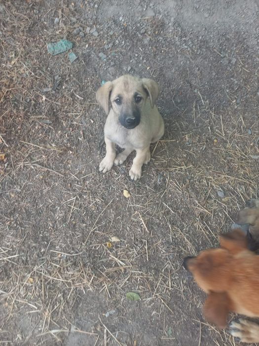 Отдам щенков в хорошие руки