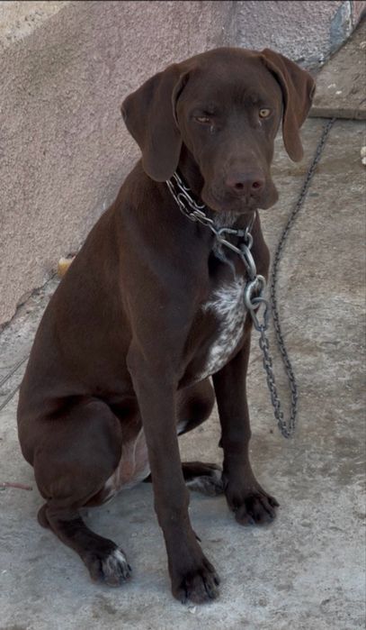 КУРЦХААР 6 месяцов девачка KURCXAAR