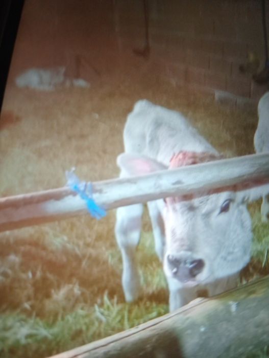 Vând juninca la prima fatare