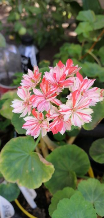 Продаю сортовые пеларгонии, герани