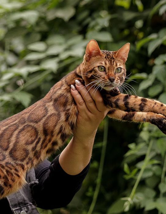 Бенгальские Котята питомник Mag KORGAN
