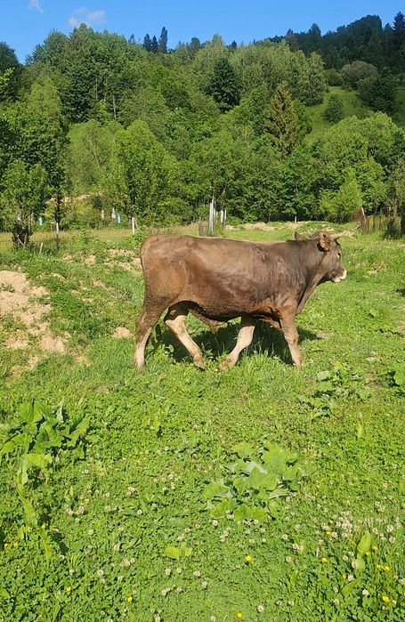 Animale domestice