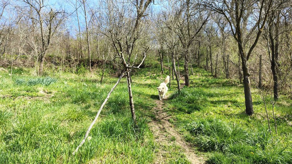 Casa saseasca Seleus (Zagar)