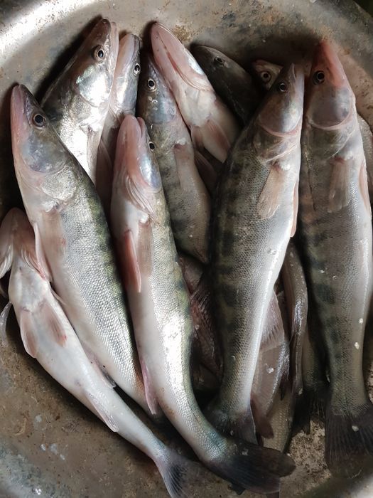 Судак Көксерке Судак