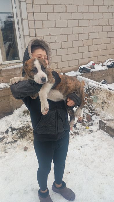 Продам щенков Алабая