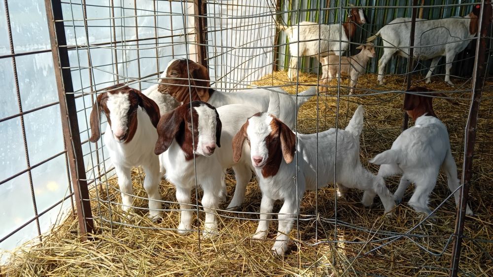 Iezi și iedute din rasa Boer