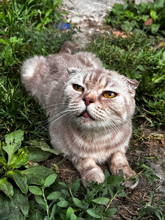 Шотландский котенок вислоухий