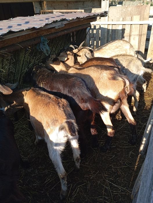 ... Capre de vânzare.