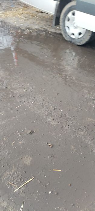 Găini roșii de oua