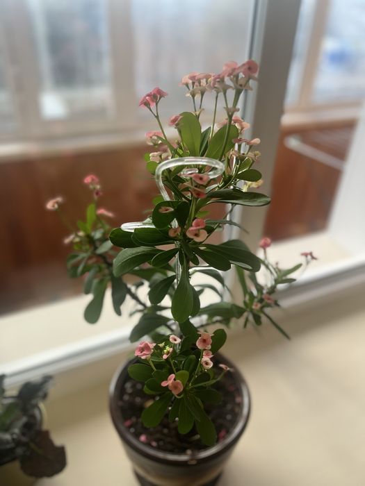 Молочай Миля   черенки  с корнями.