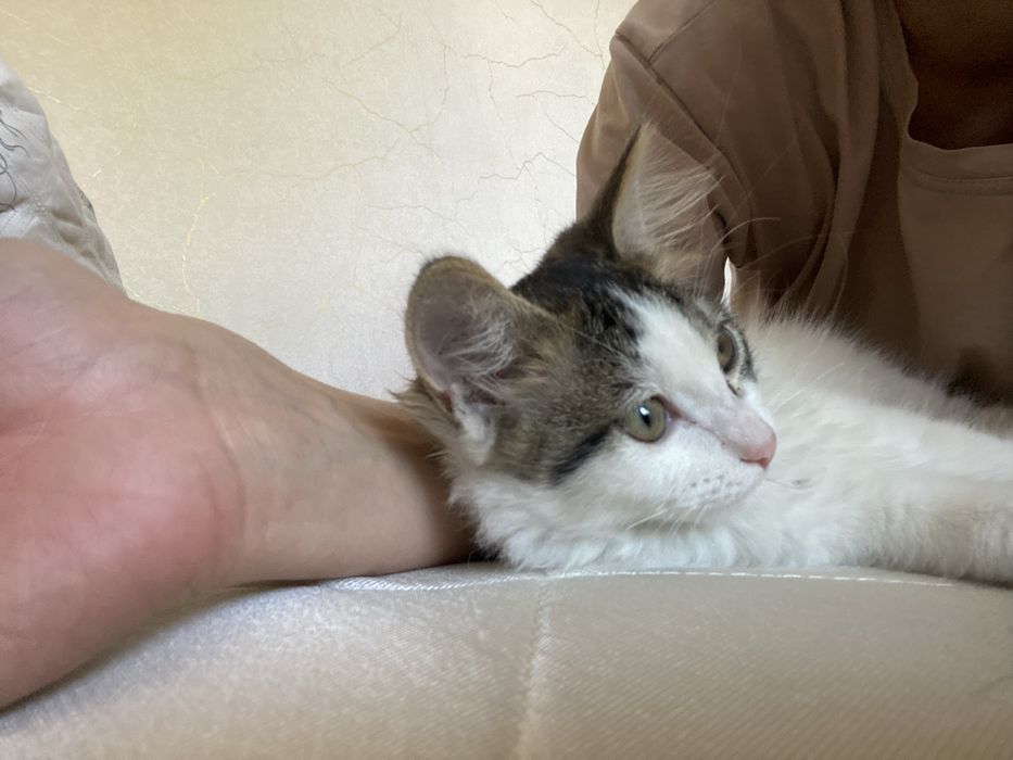 отдам котенка в хорошие руки)