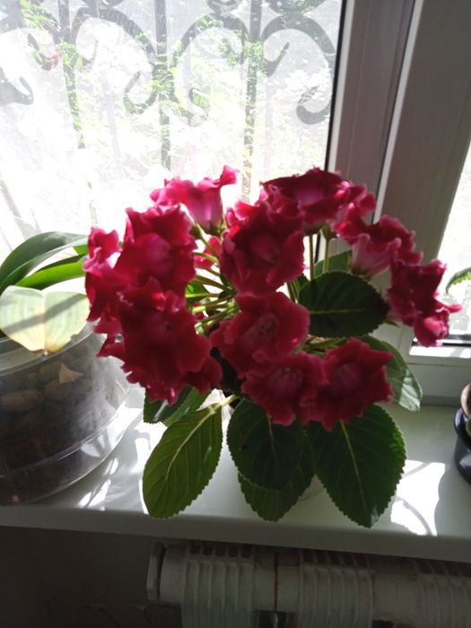 Продам клеродендрум.глаксинья