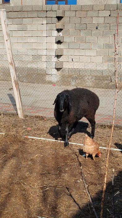 Қойлар, бараны сатылады