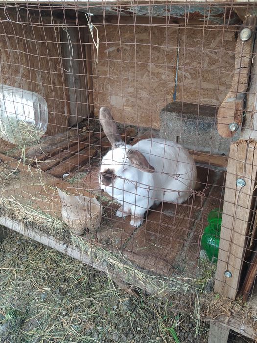 Продам Кроликов.