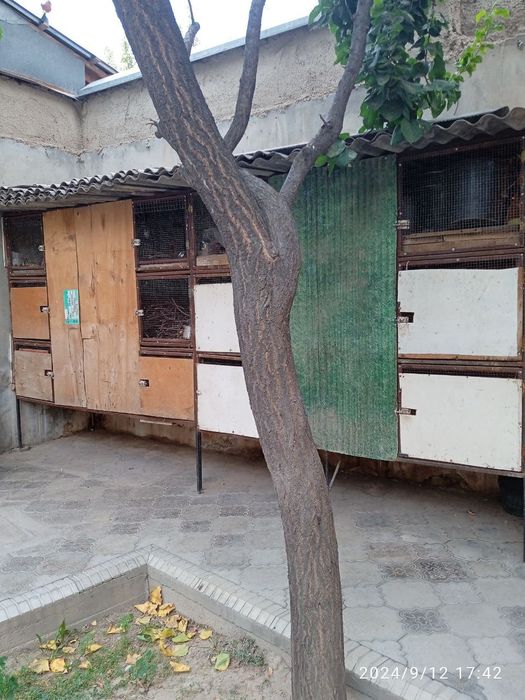 Куйон. Товук бокиш учун кафас сотилади