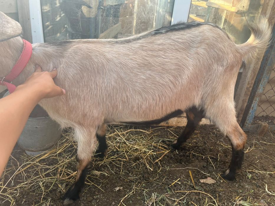 Альпийский ешки.