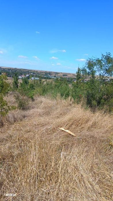 Teren intravilan, 10000 mp, zona Mlecanesti