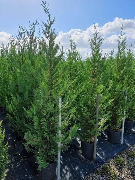 Lilandi chiparos leylandii