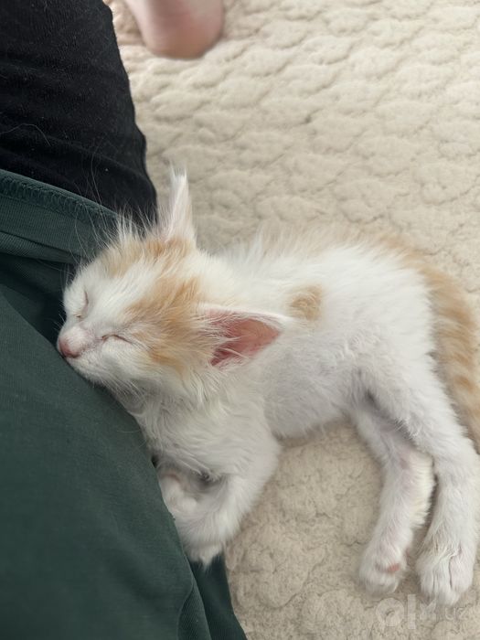 Котенок 2 месяца