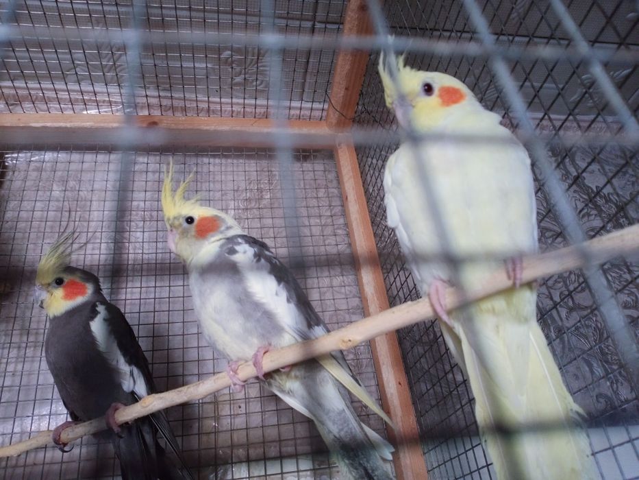 Молодой попугай корелла