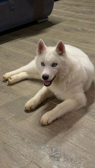 Сибирский хаский