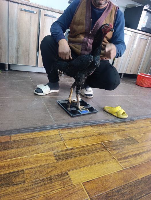 Zotdor kulangi shamo xo'roz va tovuqlar sotiladi. Bramolar ham bor.