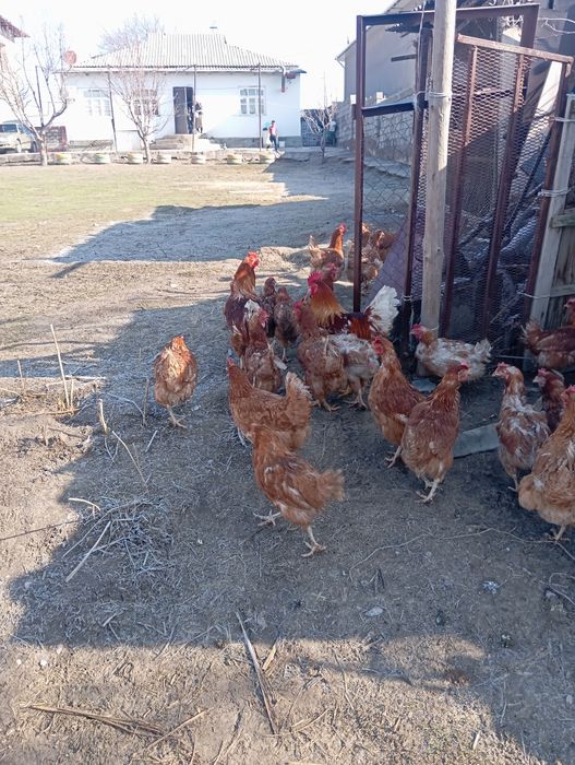 Орман Браун сатылады