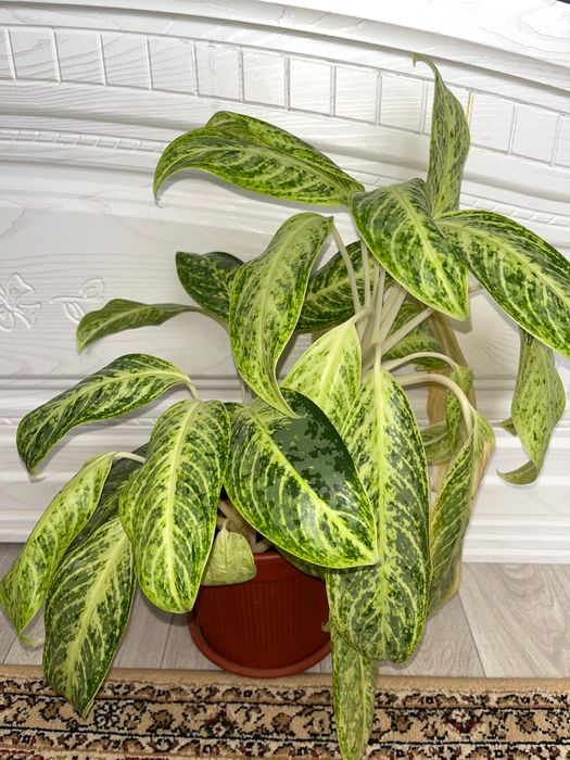 Аглаонема, драцена