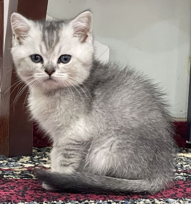 Продаётся котёнок британская шиншилла