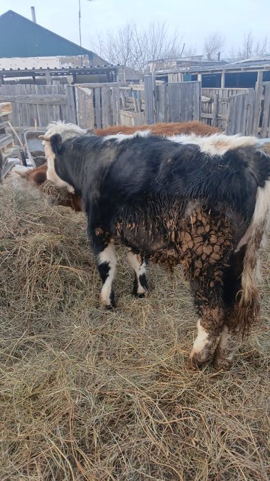 Продам бычка срочно