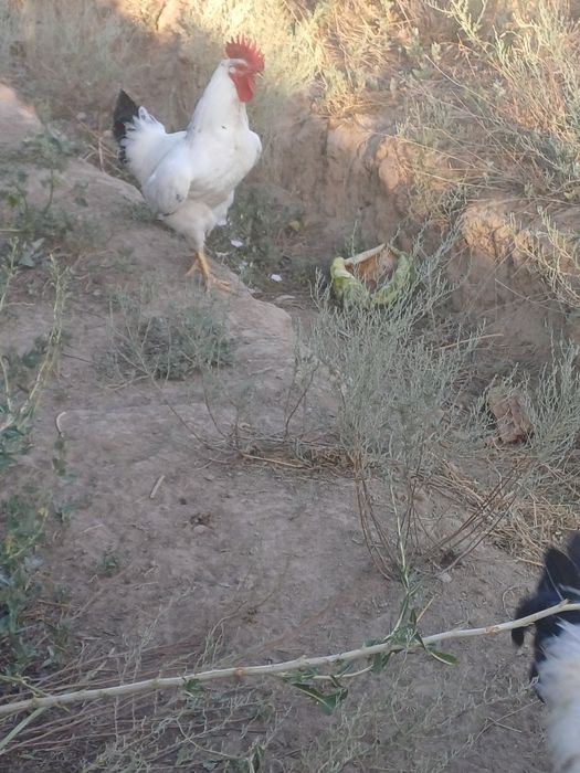 Адлер серебристы