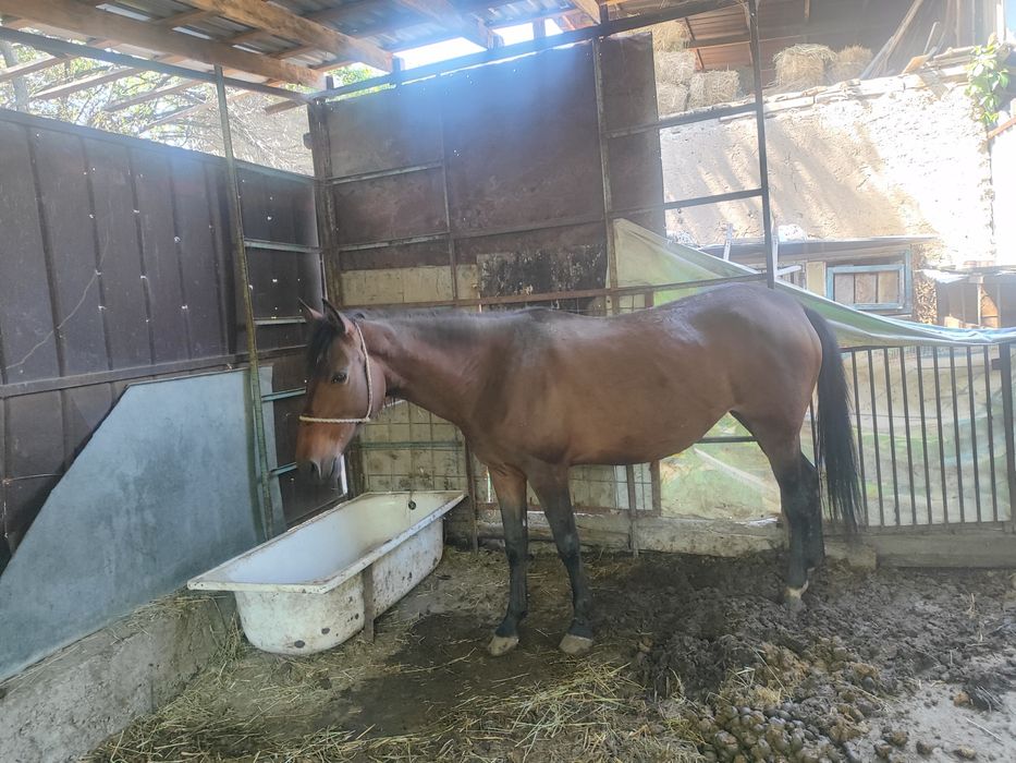 Продам Кобылу Полу кровку
