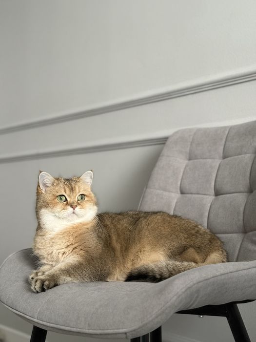 Скоттиш фолд мальчик кастрирован 7 лет