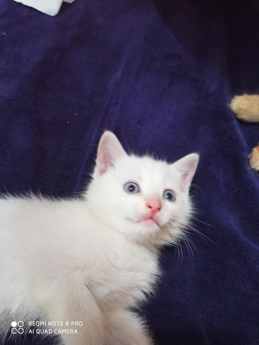 Отдам котят в хорошие руки